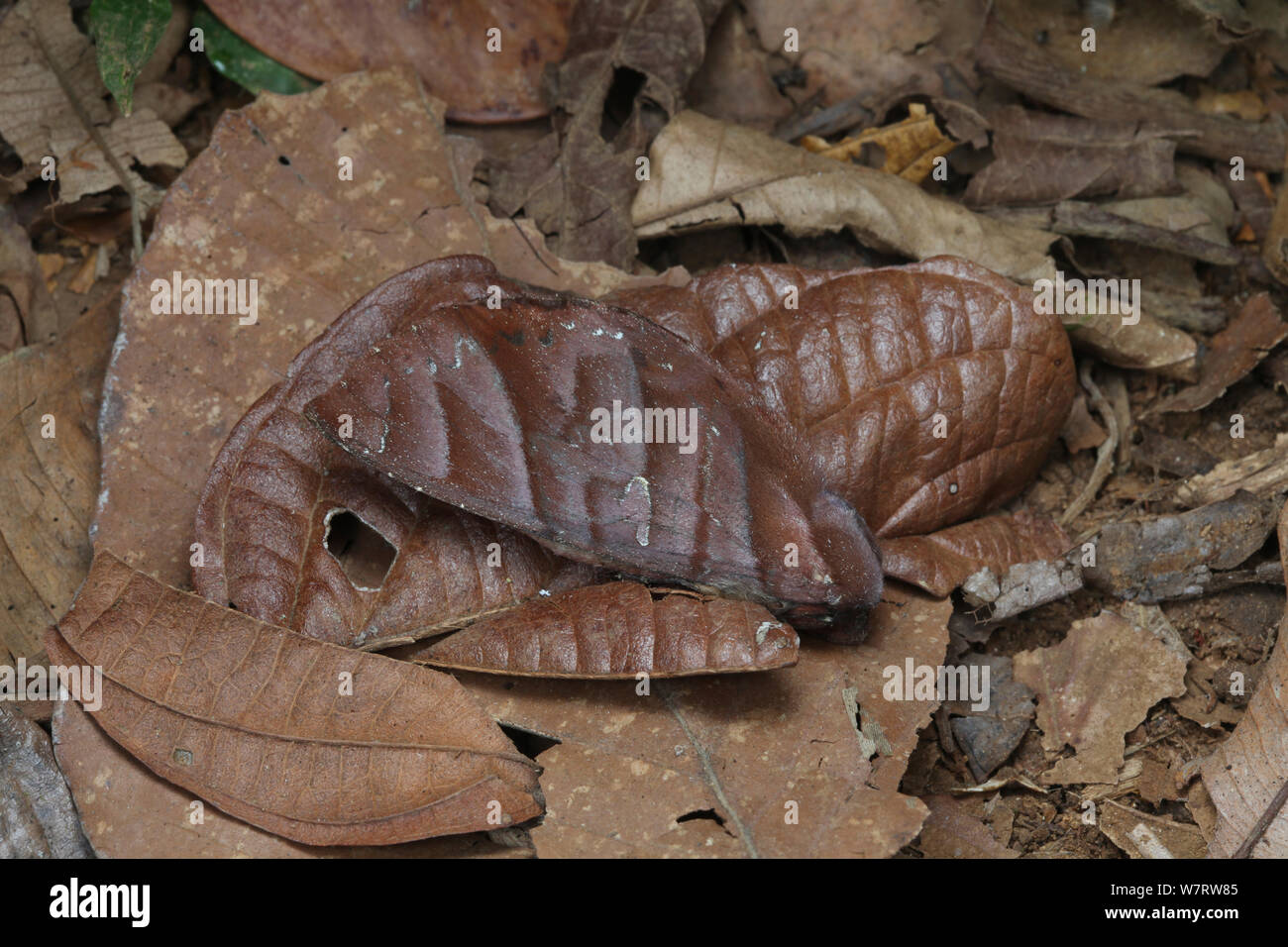 Rainforest moth (unidentified) camouflaged among dead leaves. Costa Rica Stock Photo