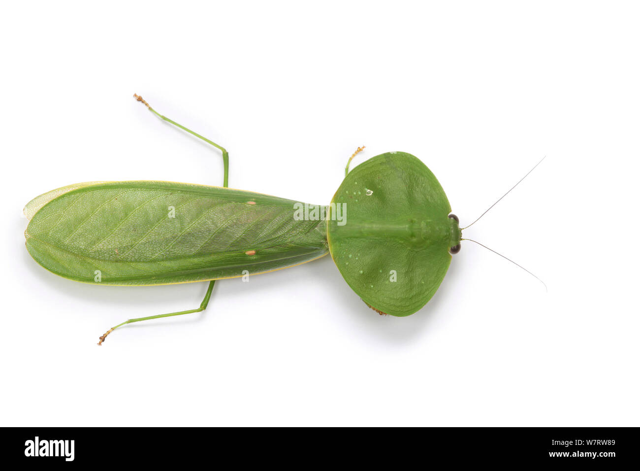 Leaf Mantis (Choeradodis species) against a white background, Costa Rica Stock Photo