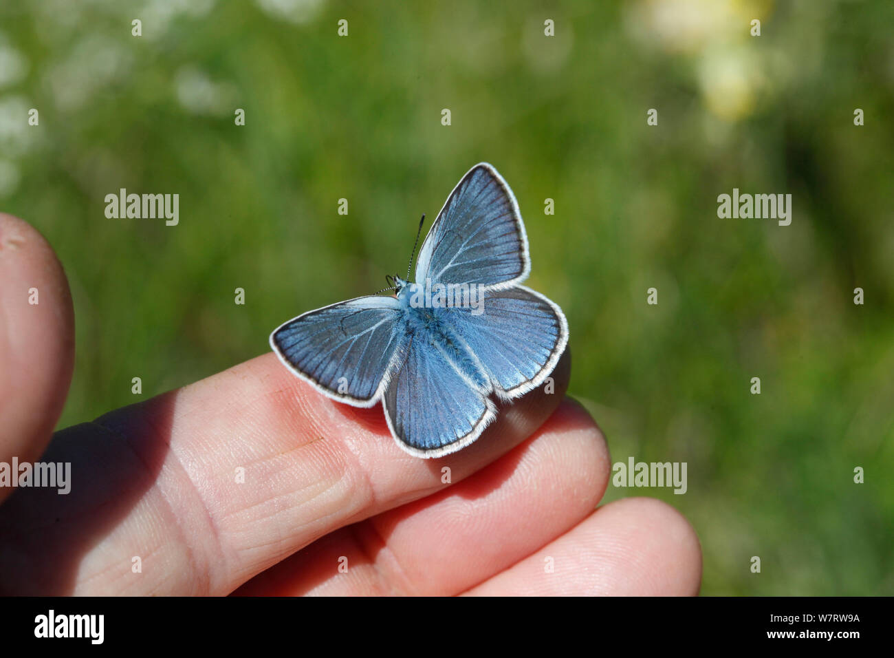 Amanda's Blue butterfly (Agrodiaetus amanda) male drinking sweat from the photographer's hand, Croatia, June Stock Photo