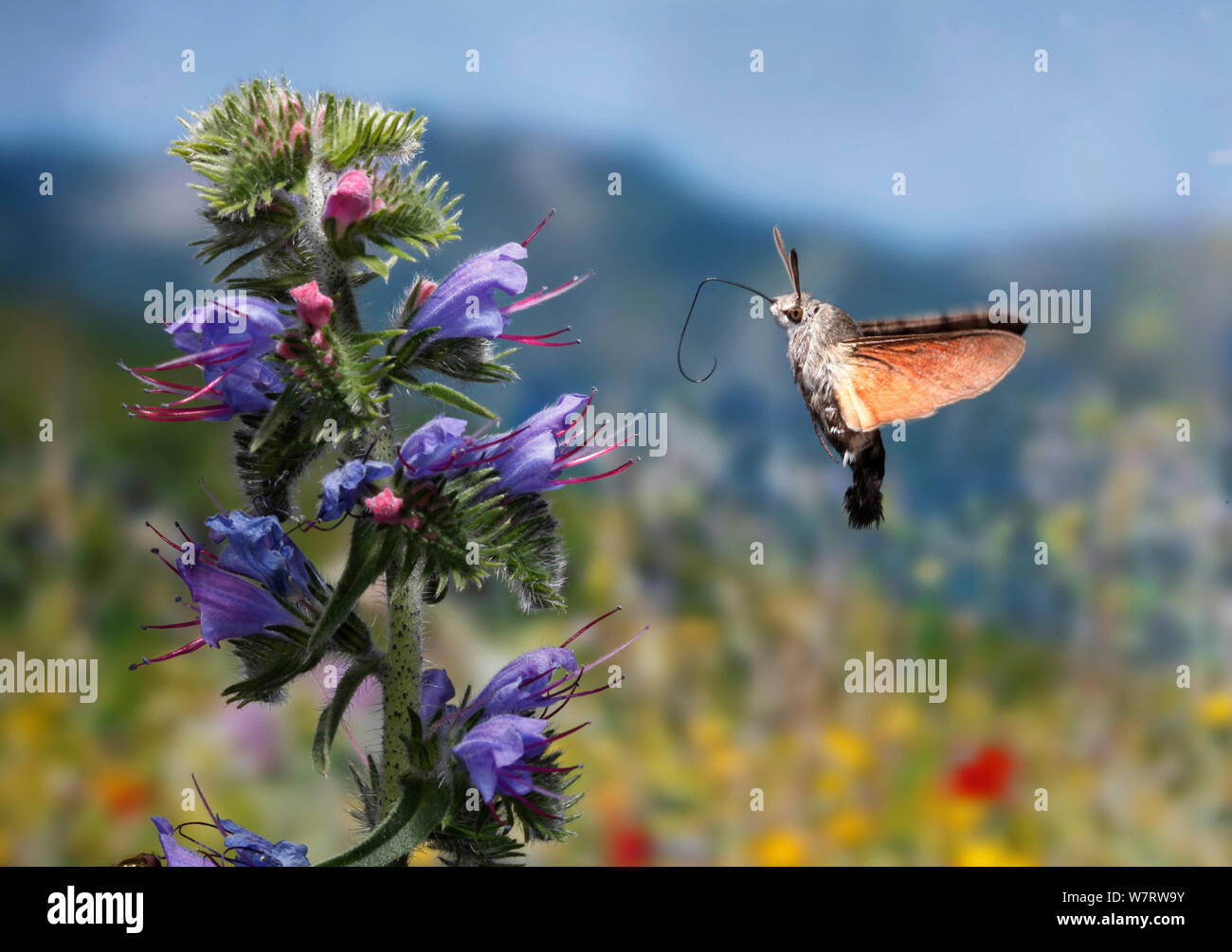 Humming-bird Hawk Moth (Macroglossum stellatarum) flying with proboscis uncurling towards Vipers bugloss flowers (Echium vulgare) Croatia, June Stock Photo