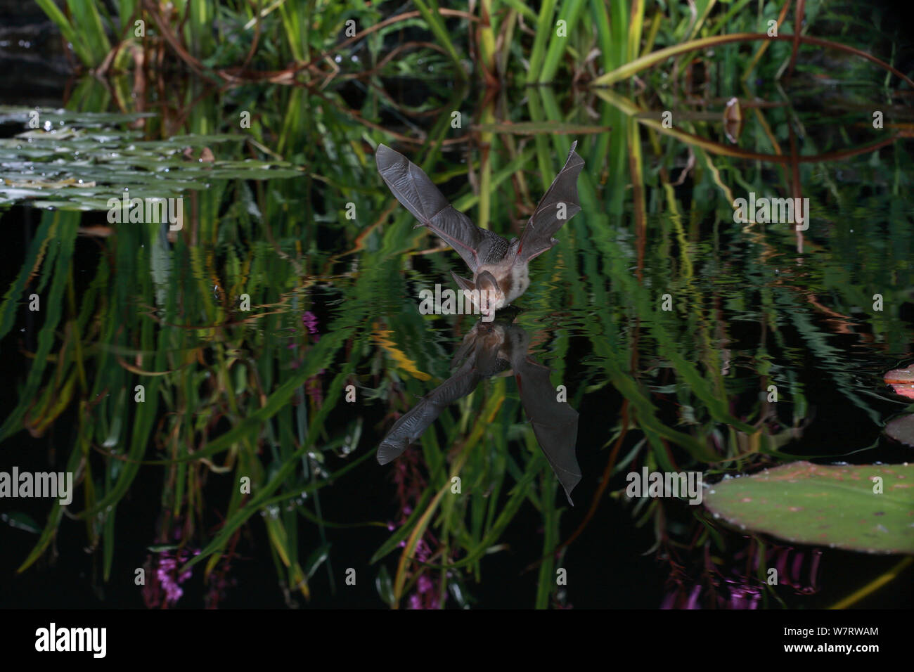 Brown Long-eared Bat (Plecotus auritus) drinking in flight from a lily pond. Surrey, England, August Stock Photo