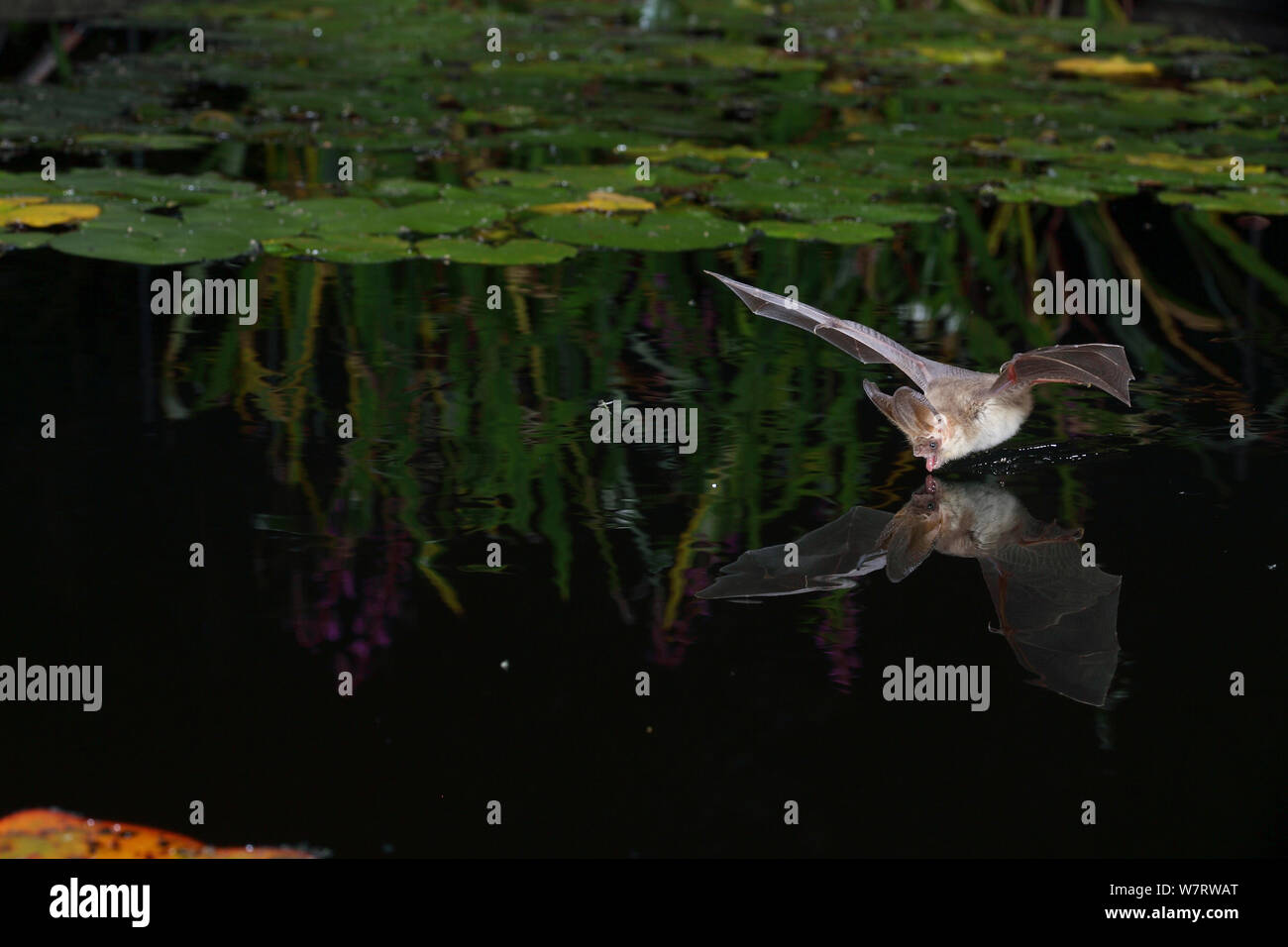 Brown Long-eared Bat (Plecotus auritus) drinking in flight from a lily pond. Surrey, England, June Stock Photo