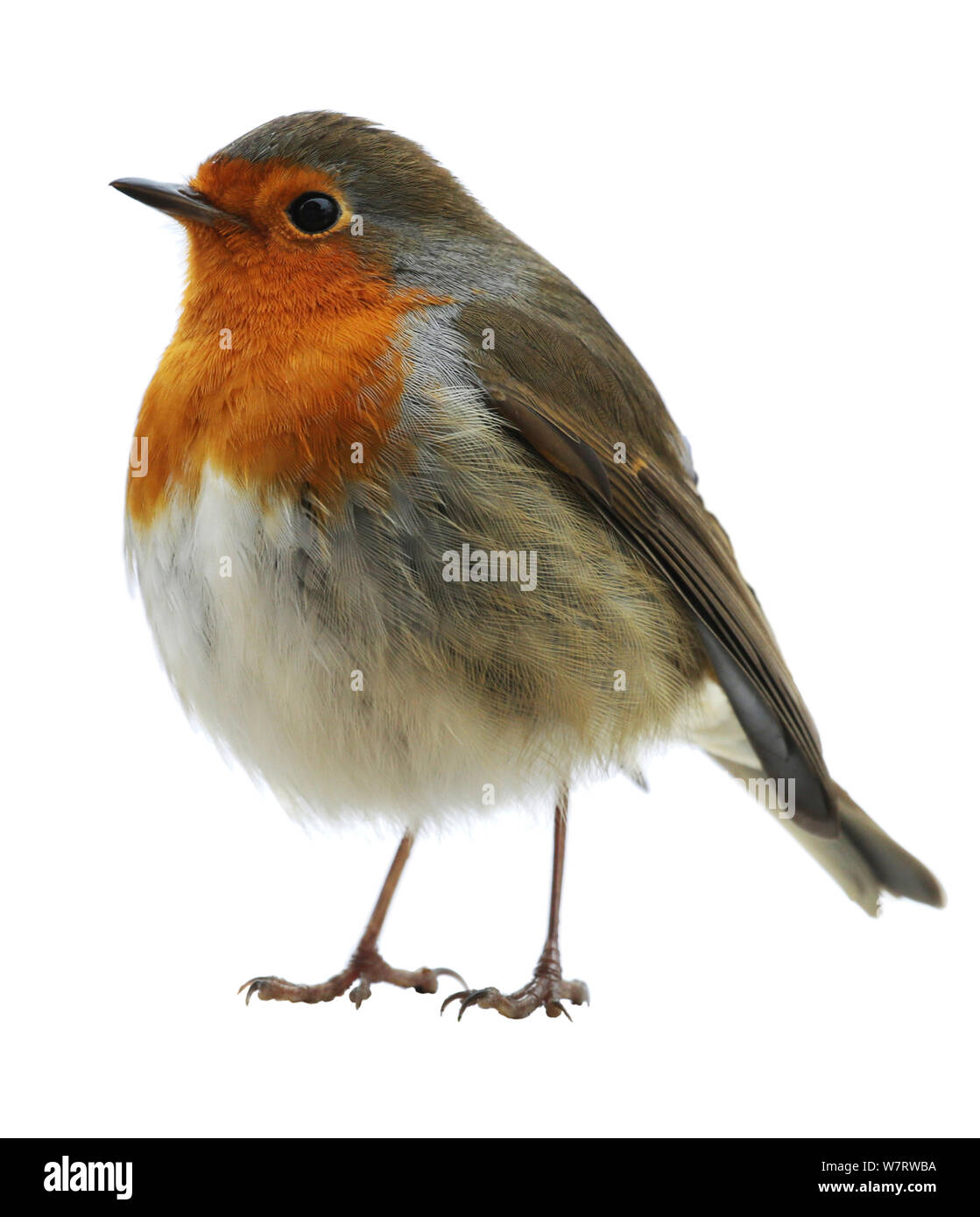 European Robin (Erithacus rubecula) against white background, Surrey, England Stock Photo