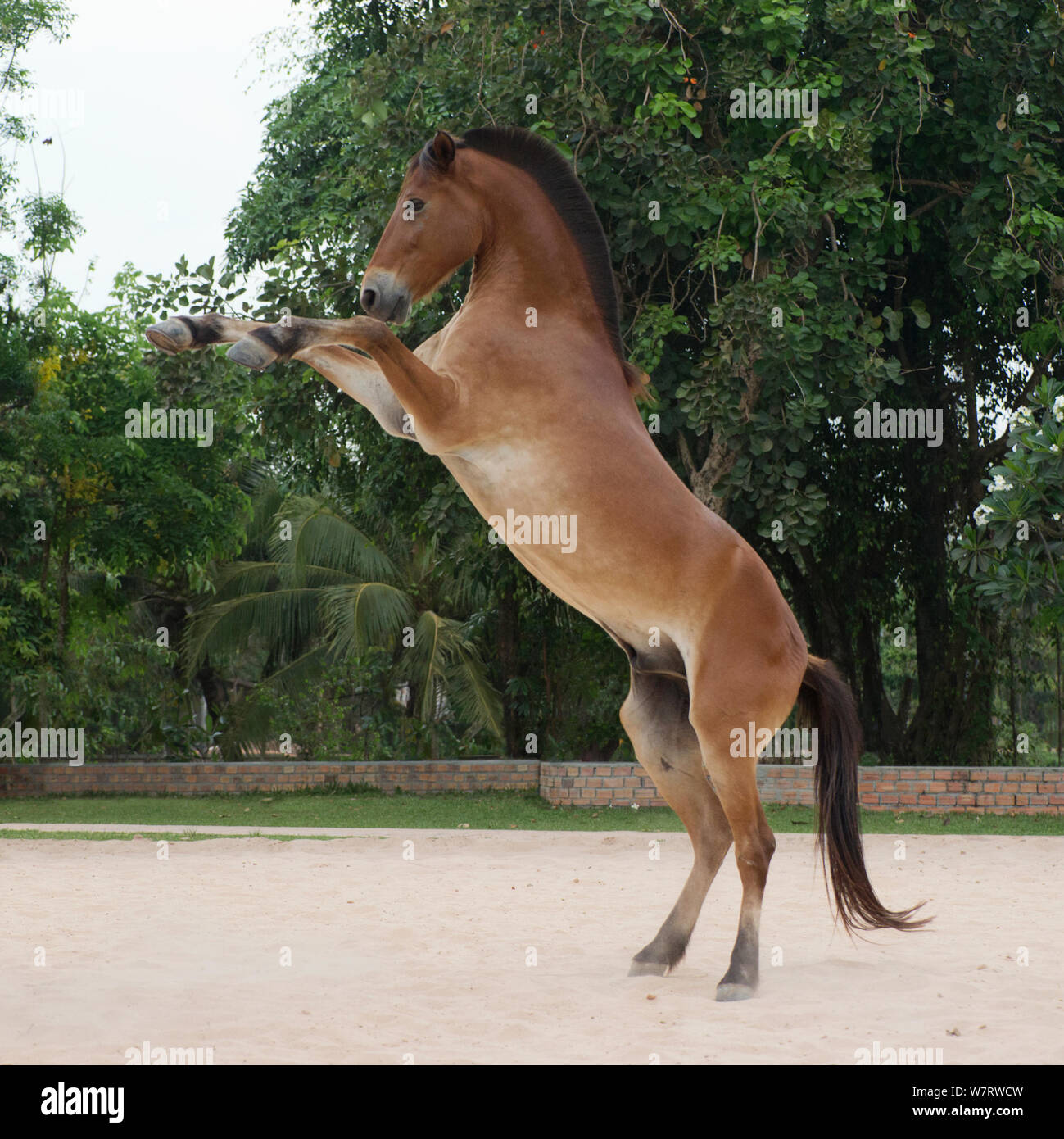 Cambodian Pony stallion rearing on hind legs, Siem Reap, Cambodia. March 2013 Stock Photo