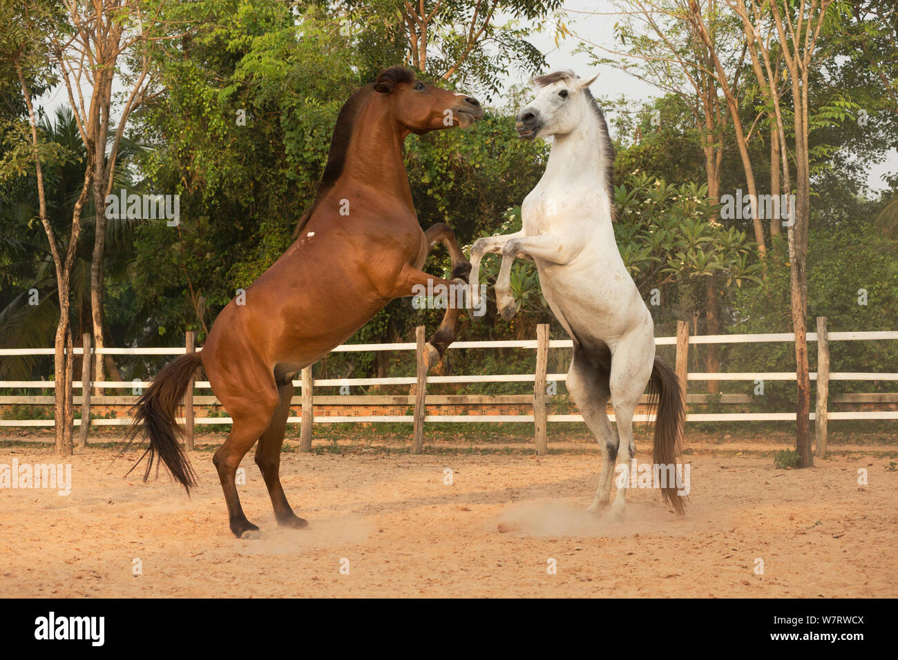 Horses play fighting hi-res stock photography and images - Alamy