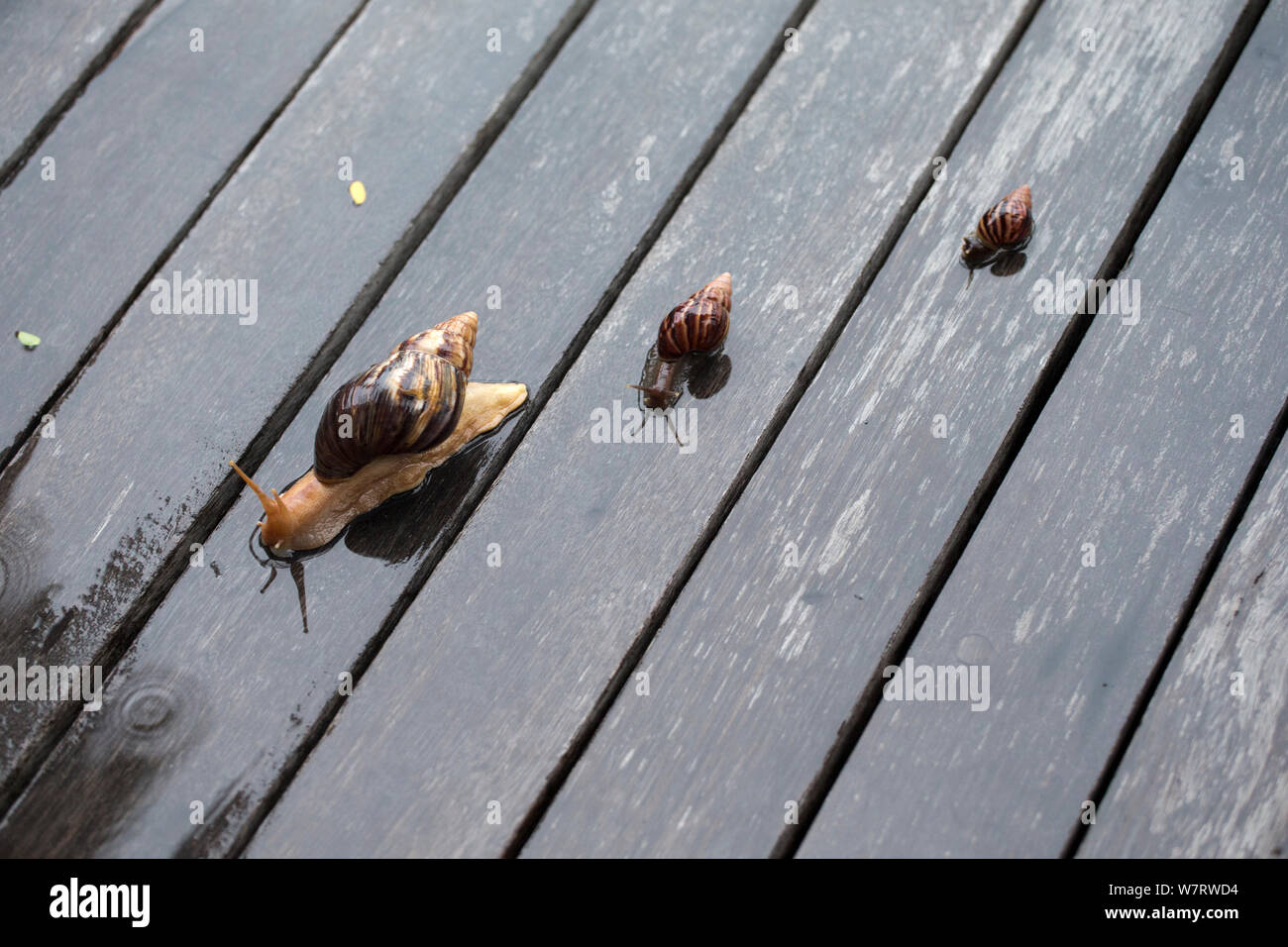 Three Giant African Land Snails (Achatina fulica) on wooden boards in the rain, Mahe, Seychelles, May Stock Photo