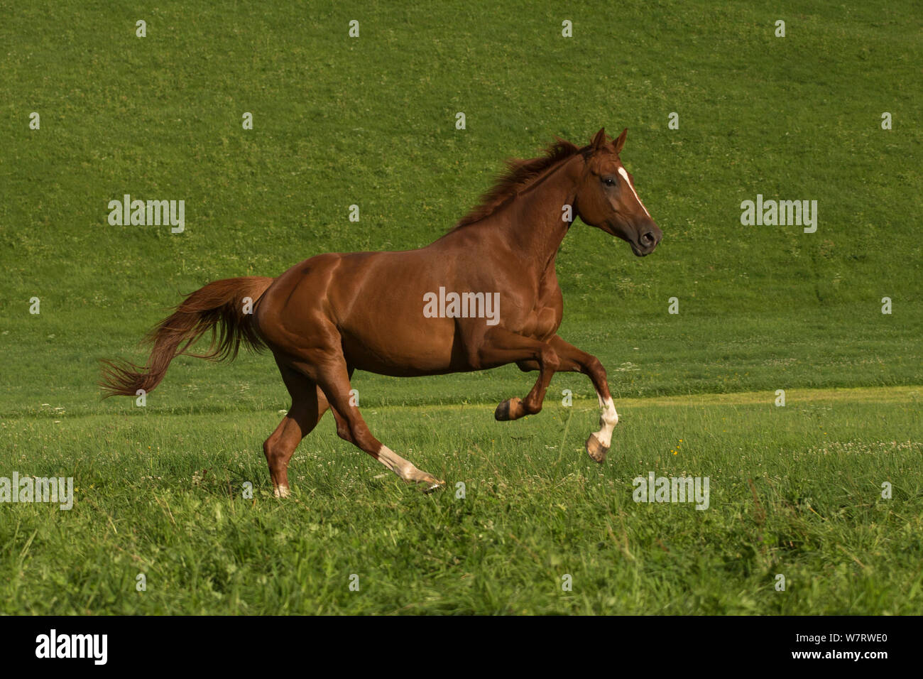 An Einsiedler / Swiss warmblood mare (Equus caballus) galloping, Schwyz,  Switzerland, July Stock Photo - Alamy
