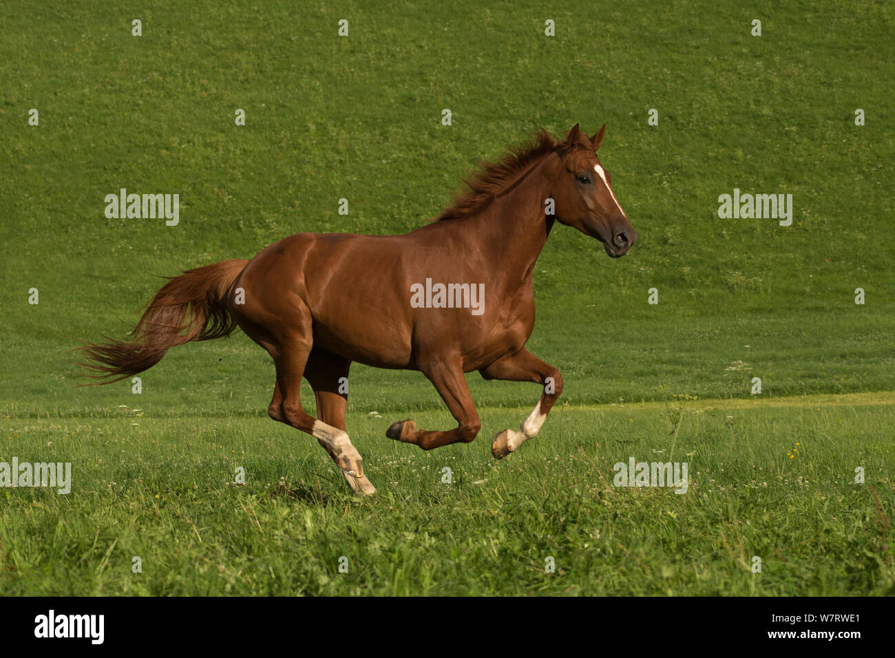 An Einsiedler / Swiss warmblood mare (Equus caballus) galloping, Schwyz