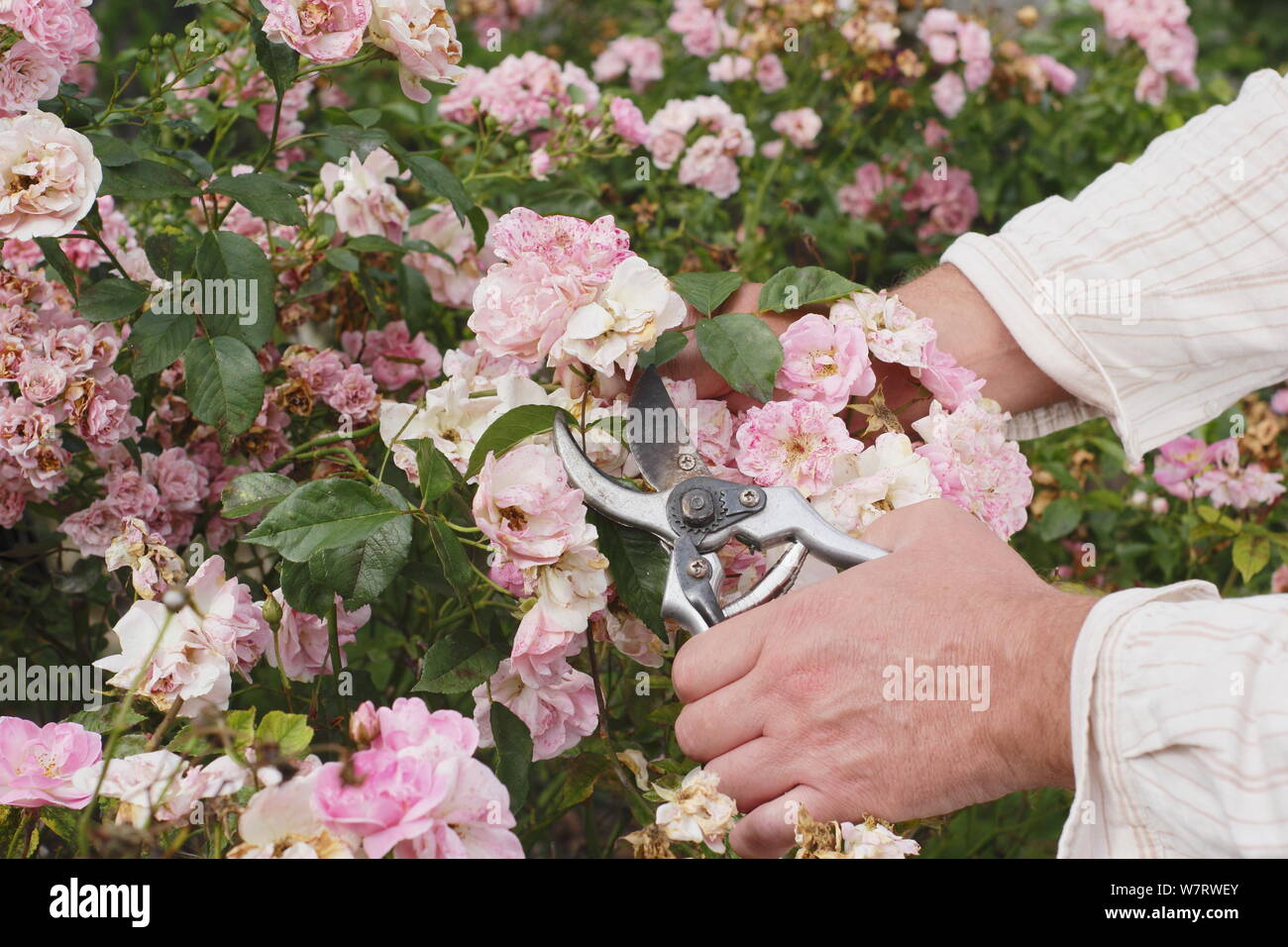 Rosa polyantha 'Nathalie Nypels'. Deadheading faded roses with secateurs in summer. UK Stock Photo