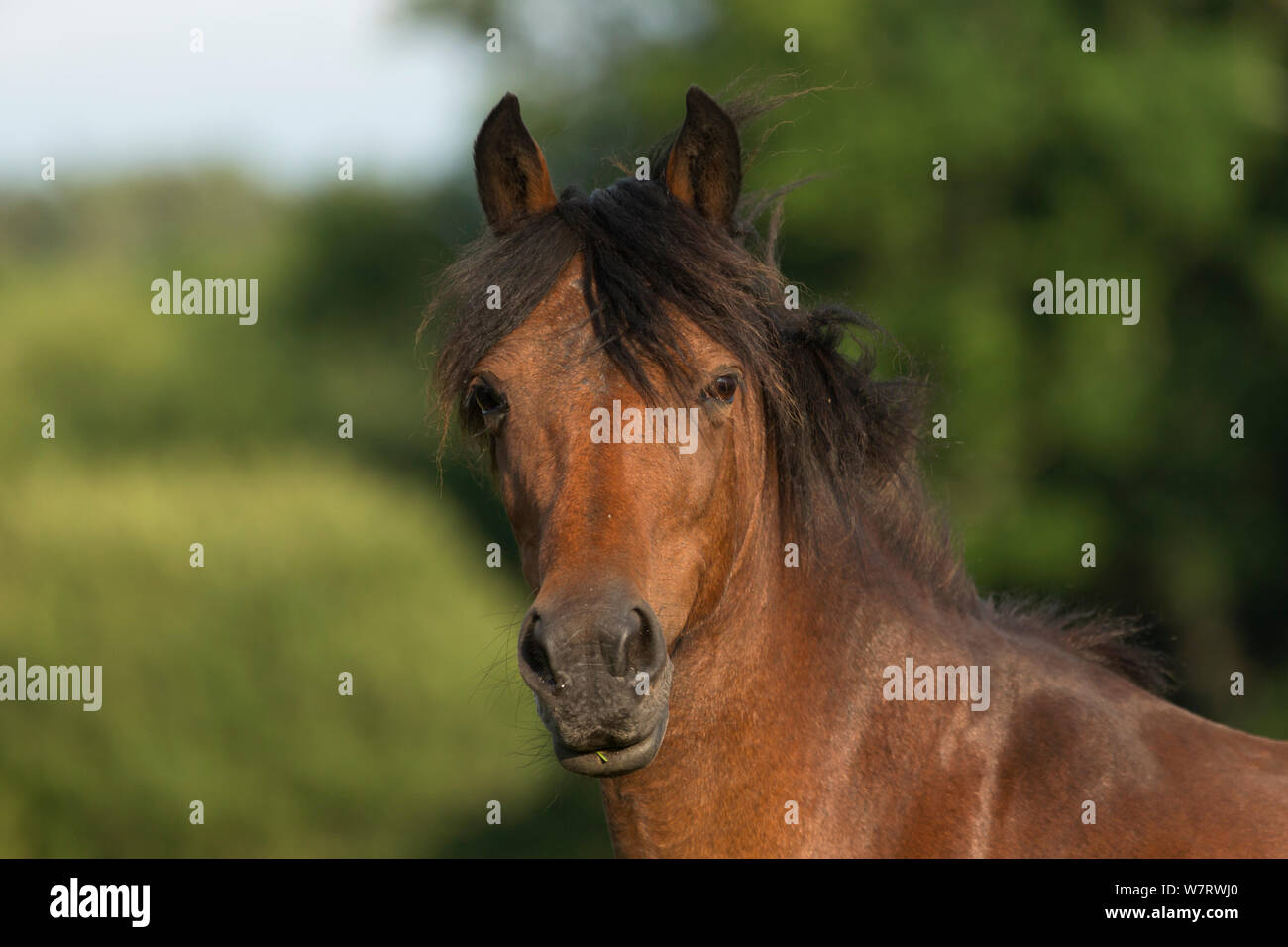 Head portrait of a New Forest mare, in the New Forest National Park, Hampshire, England, July 2013. Stock Photo