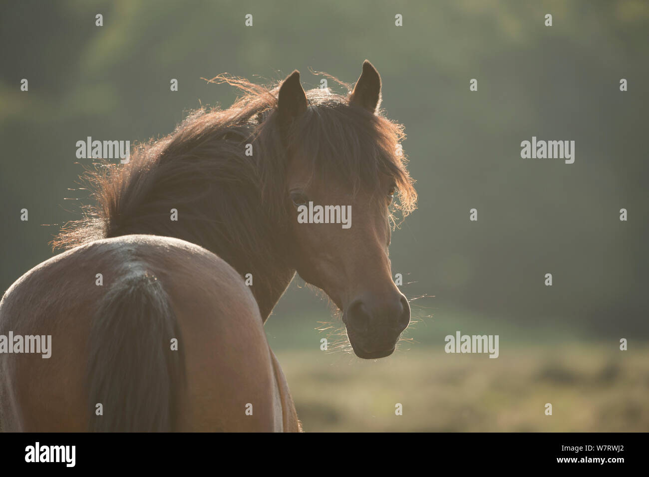 Portrait of a New Forest mare, in the New Forest National Park, Hampshire, England, July 2013. Stock Photo