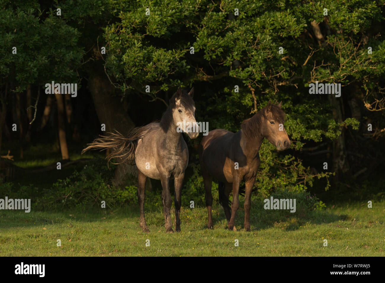 Two New Forest mares standing, in the New Forest National Park, Hampshire, England, July 2013. Stock Photo