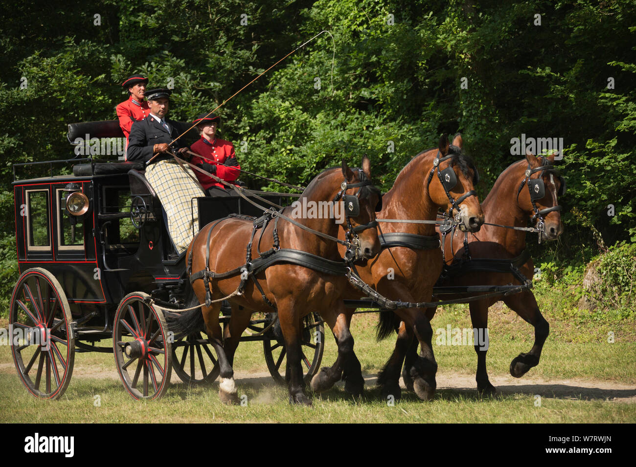 The drivingr (in black) and grooms (in red) from the Haras Du Pin, France's oldest national stud, driving three Norman Cob, harnessed to an omnibus, on the Avenue Louis XIV, at Le Pin-au-Haras, Orne, Lower Normandy, France. July 2013 Stock Photo