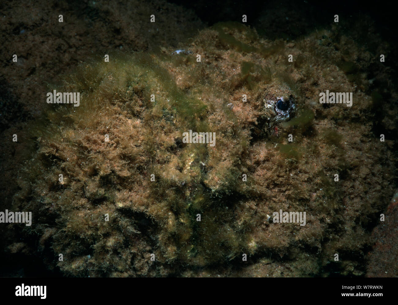Venomous Arabian Stonefish Syenceia Nana Rests On The