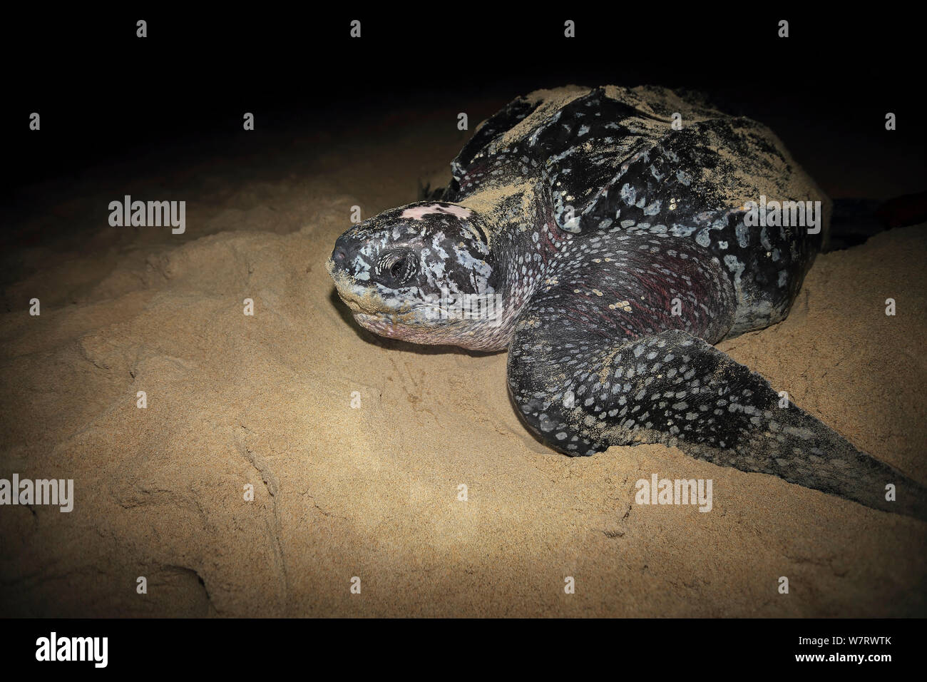 Leatherback Turtle (Dermochelys coriacea) on beach to lay eggs ...