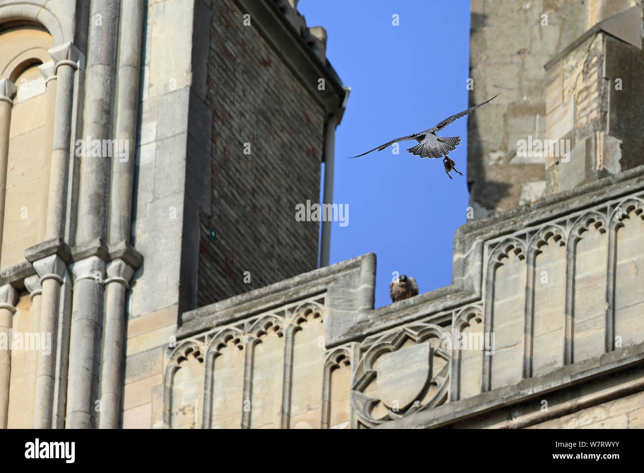 Peregrine (Falco peregrinus peregrinus) flying toward juvenile with prey, Norwich Cathedral, Norfolk, June 2013 Stock Photo