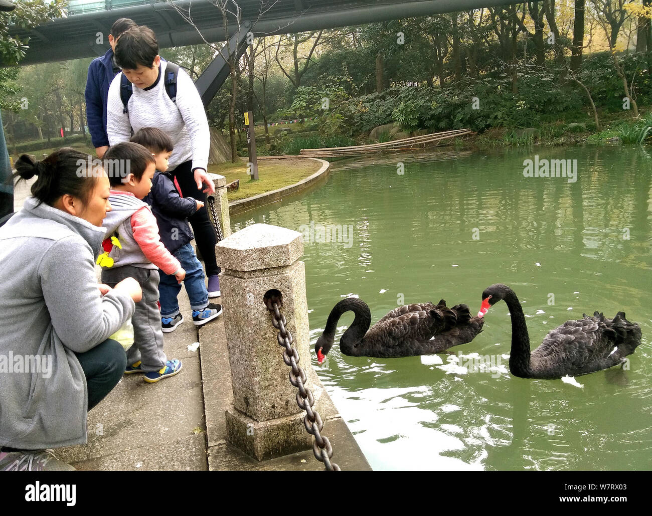 --FILE--Visitors look at two black swans in a lake in Xujiahui Park in Shanghai, China, 5 December 2016.   Two hungry men are accused of nabbing a bla Stock Photo
