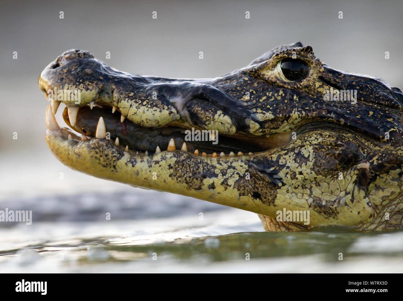 Spectacled caiman (Caiman crocodilus) feeding on fish, Pantanal, Brazil. Stock Photo