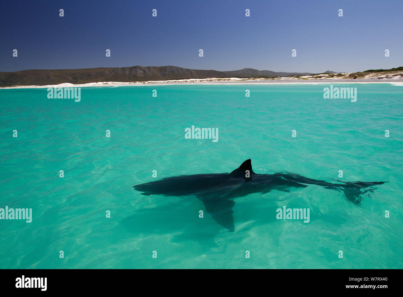 Great white shark (Carcharodon carcharias) cruising on the surface, Dyer Island, Gansbaai, South Africa Stock Photo