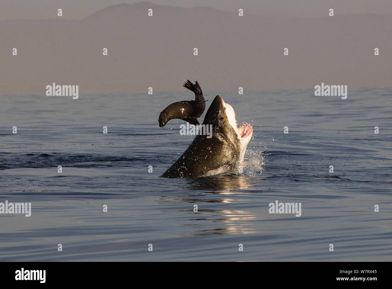 Great white shark (Carcharodon carcharias) attacking Cape fur seal (Arctocephalus pusillus) Seal Island South Africa. Stock Photo