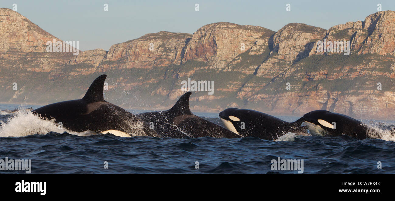 Orca (Orcinus orca) pod hunting common dolphin (Delphinus delphis ...