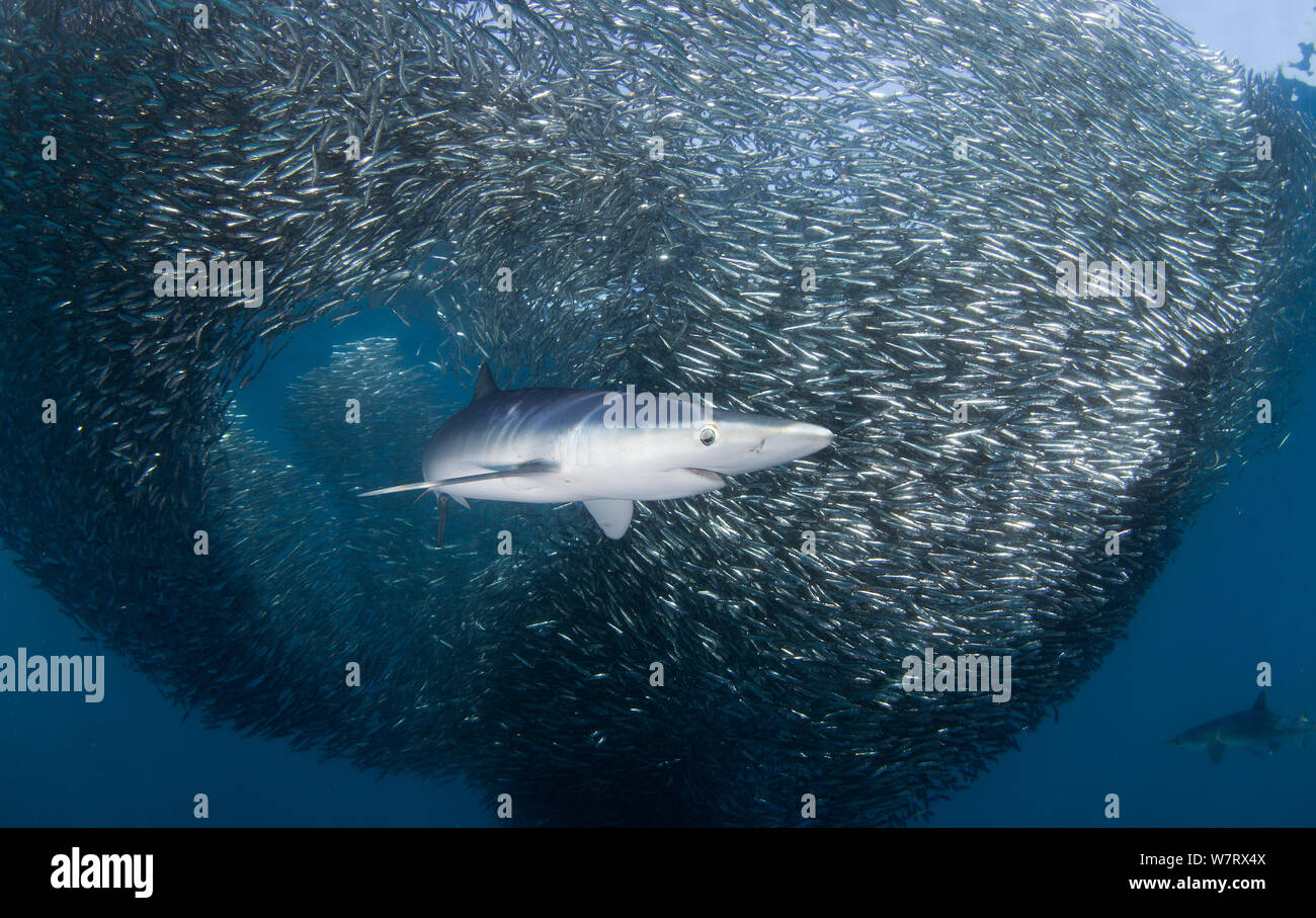 Blue Shark (Prionace glauca) feeding on Anchovy (Engraulis