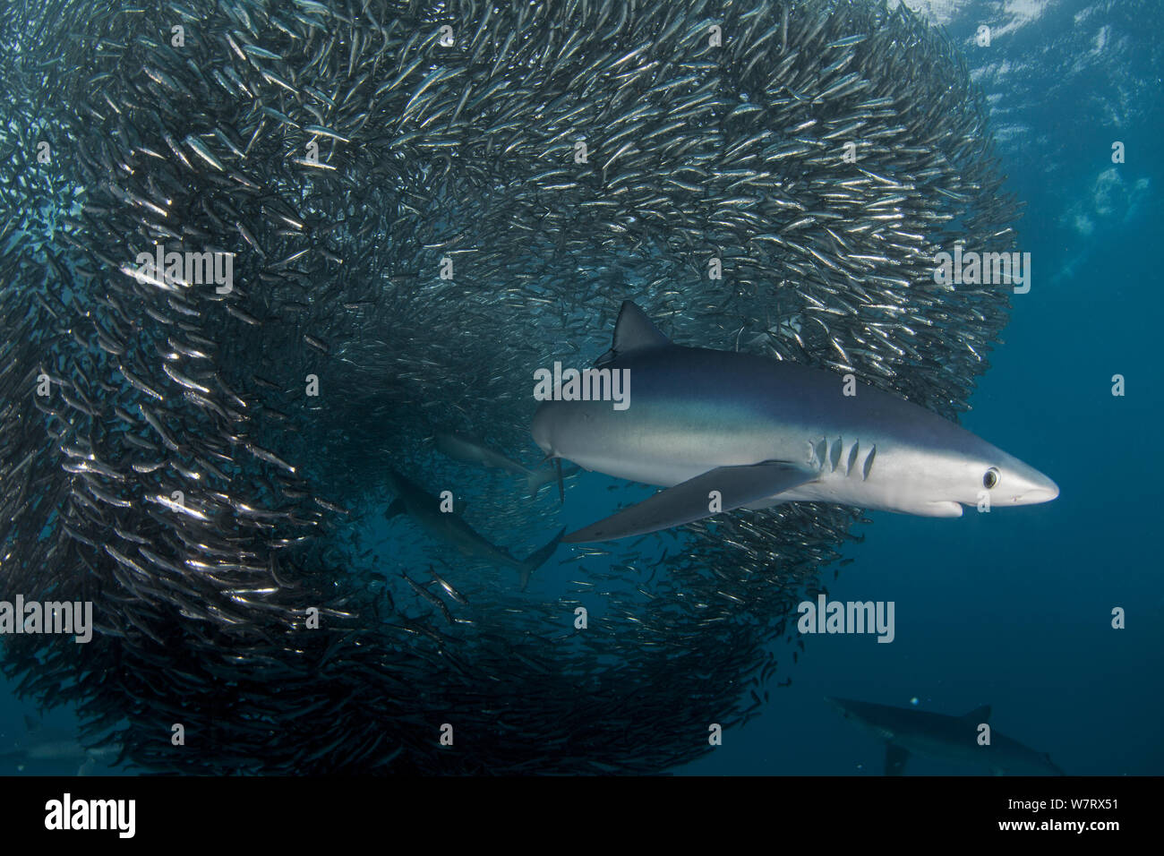 Blue Shark (Prionace glauca) feeding on Anchovy (Engraulis encrasicolus) bait ball, Cape Point, South Africa. Stock Photo