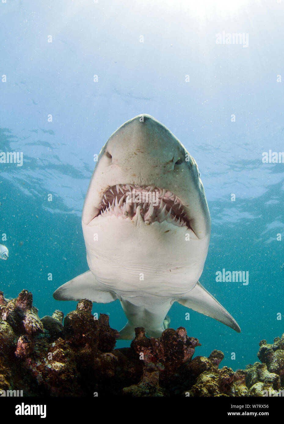 Ragged tooth shark (Carcharias taurus) showing teeth, De Hoop, South Africa. Stock Photo