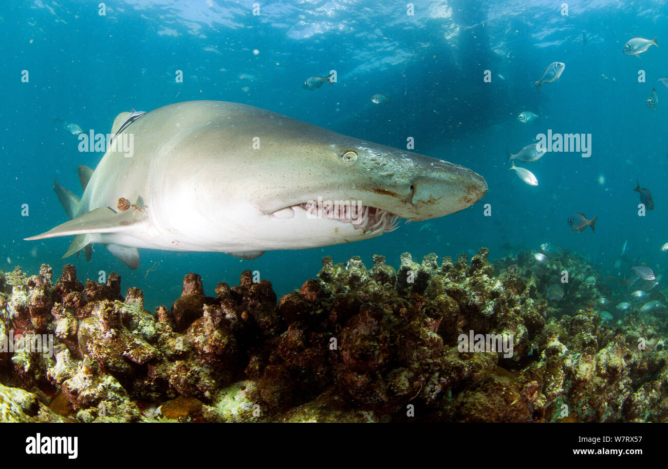 Ragged tooth shark (Carcharias taurus) De Hoop, South Africa. Stock Photo