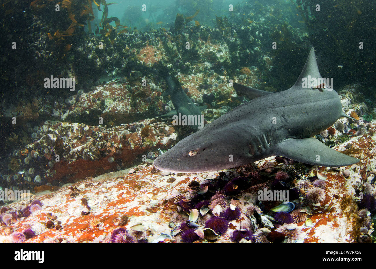 Spotted Gulley shark (Triakis megalopterus) Cape Point, South Africa. Stock Photo