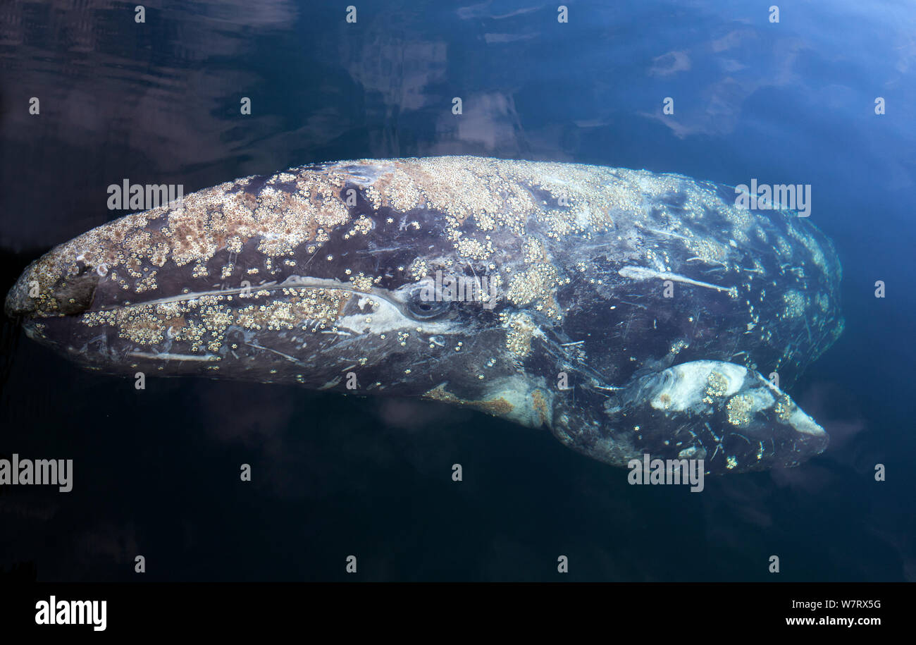 Grey whale (Eschrichtius robustus) Prince William Sound, Alaska, USA. Stock Photo