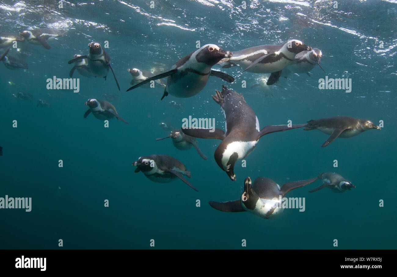 African penguins (Spheniscus demersus) hunting underwater, False Bay, Cape Town, South Africa. Stock Photo