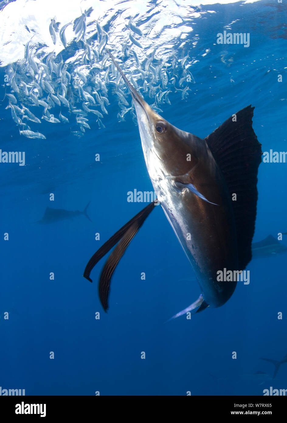 Indo Pacific Sailfish (Istiophorus platypterus) feeding on sardines, Isla Mujeres, Mexico. Stock Photo