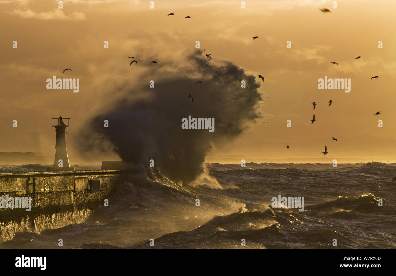 Storm blowing waves and spray over pier at Kalk Bay harbour at dawn, False Bay, Cape Town, South Africa. Stock Photo