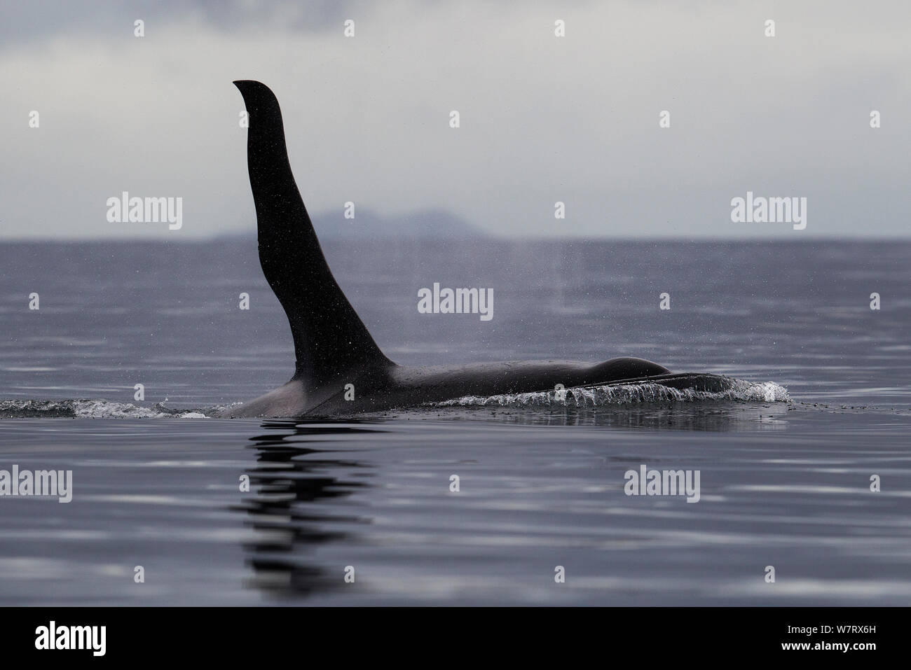 Orca male (Orcinus orca) raising pectoral flipper out of the water, Prince William Sound, Alaska, USA. Stock Photo