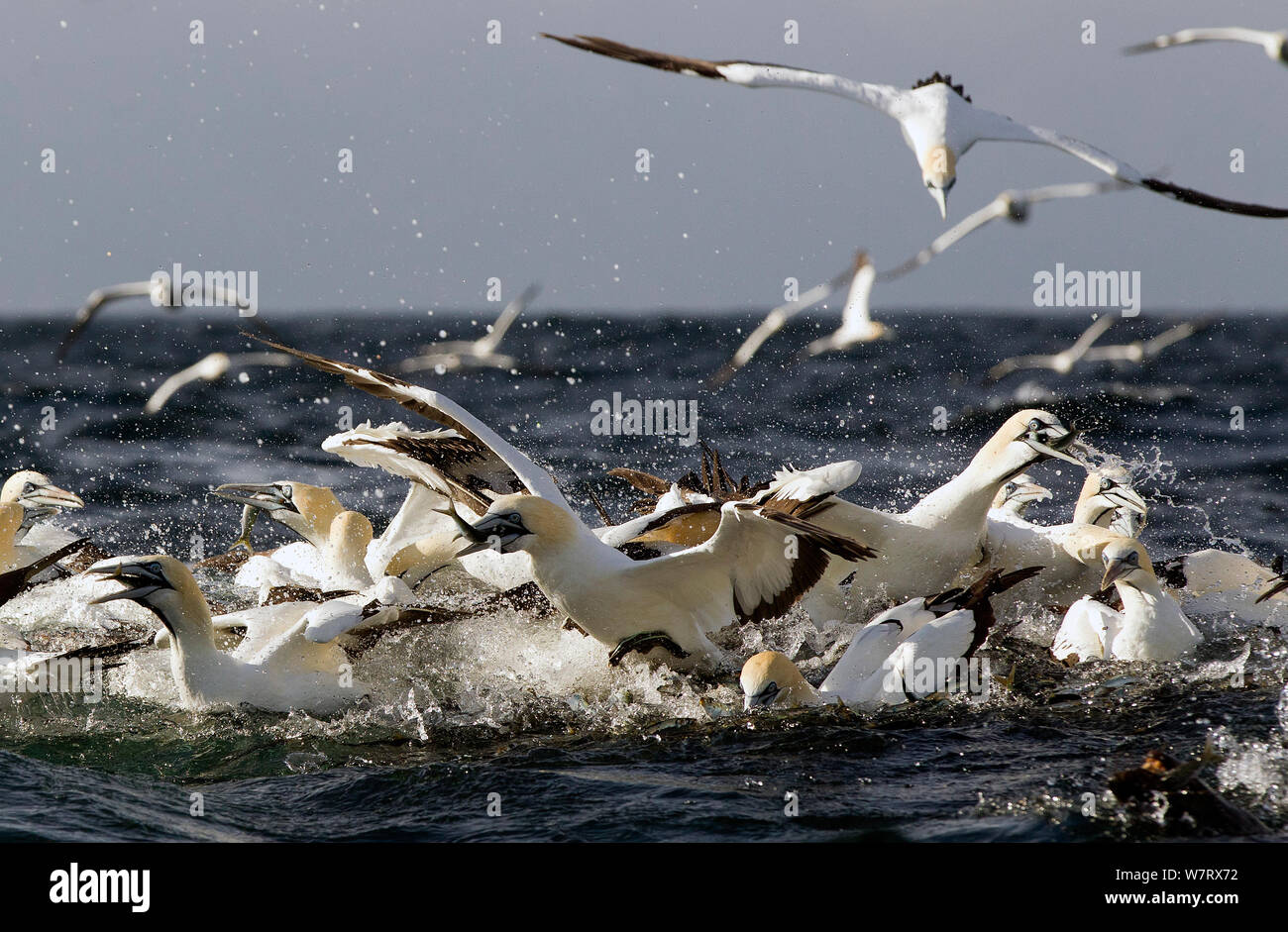 Cape (Morus capensis) feeding on sardines, False Bay, Cape Town