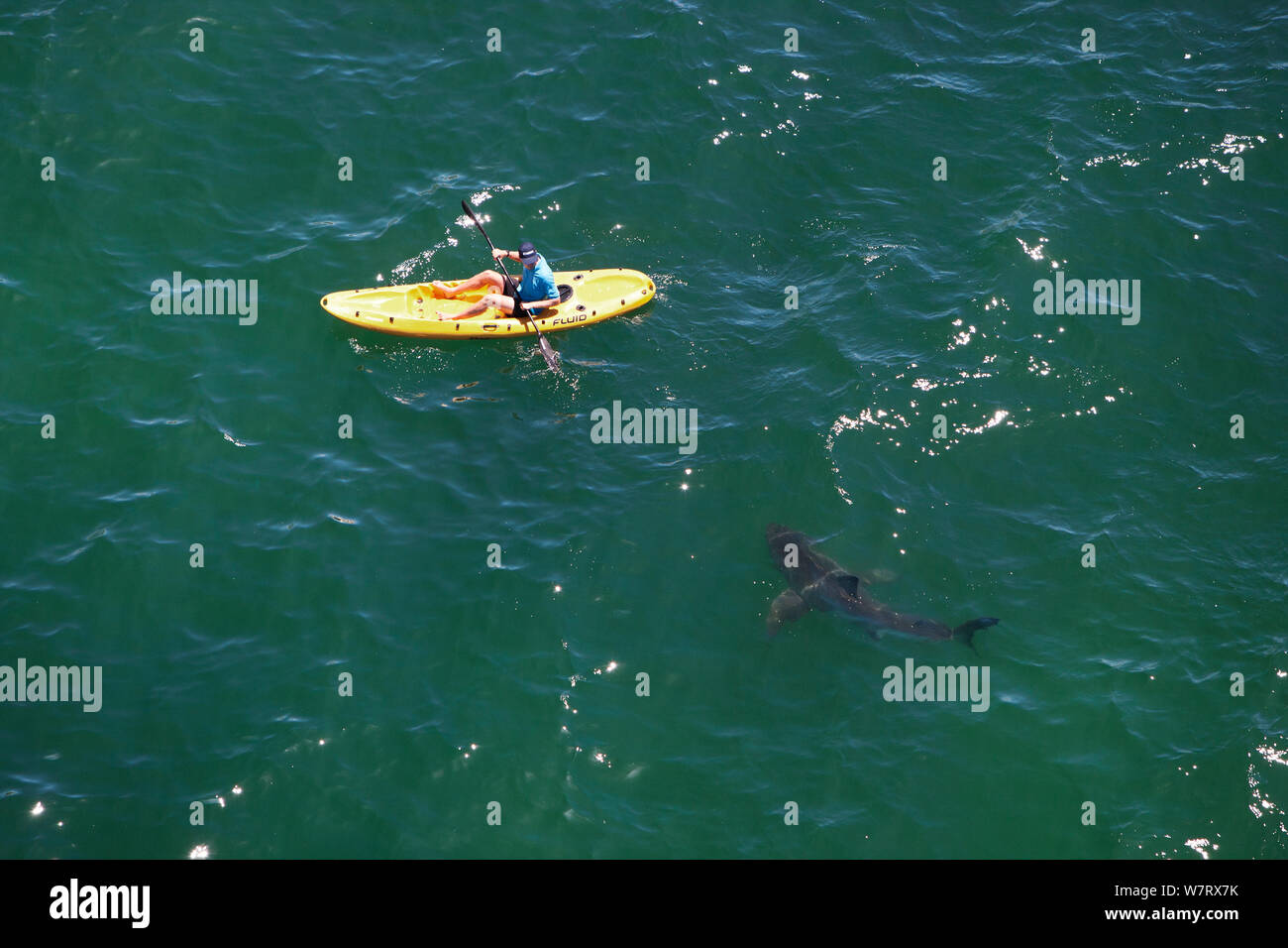 Great white shark (Carcharodon carcharias) investigating kayaker, Mossel Bay, South Africa. Stock Photo