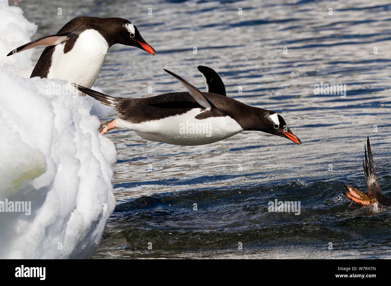 Penguins Diving Antarctic Hi res Stock Photography And Images Alamy