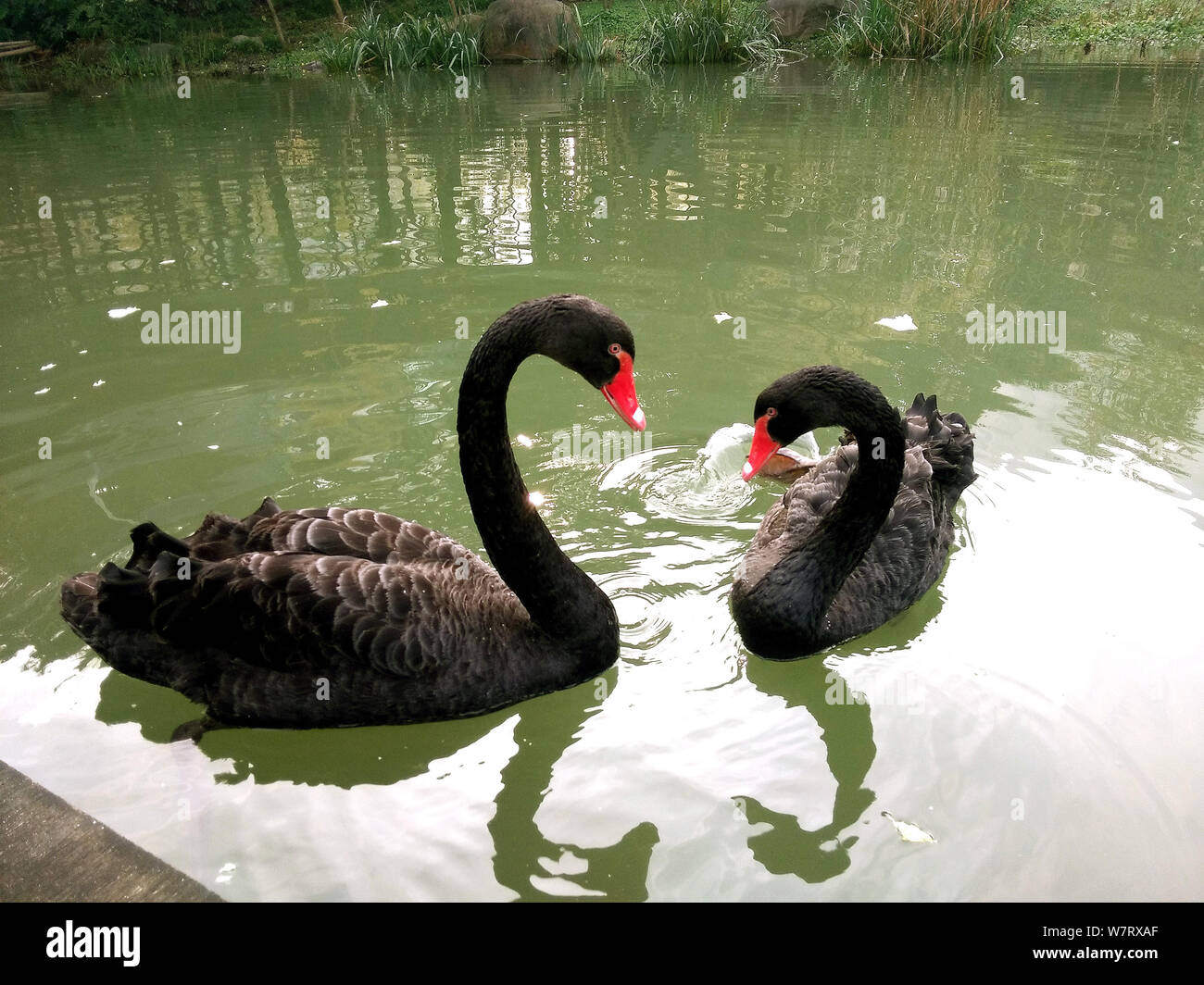 --FILE--Two black swans are pictured in a lake in Xujiahui Park in Shanghai, China, 5 December 2016.   Two hungry men are accused of nabbing a black s Stock Photo