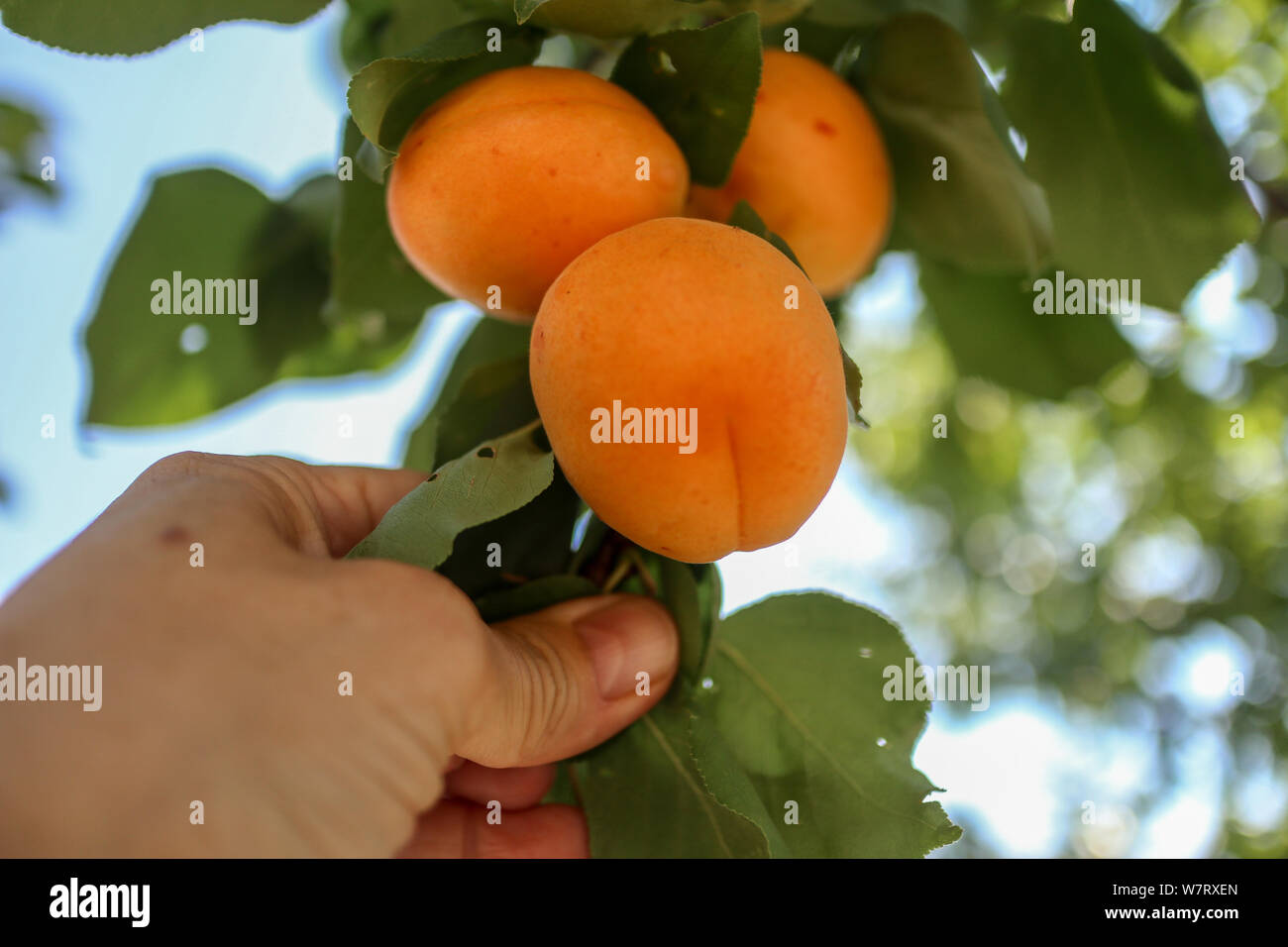 an apricot tree branch filled with fruits and a hand picking organic