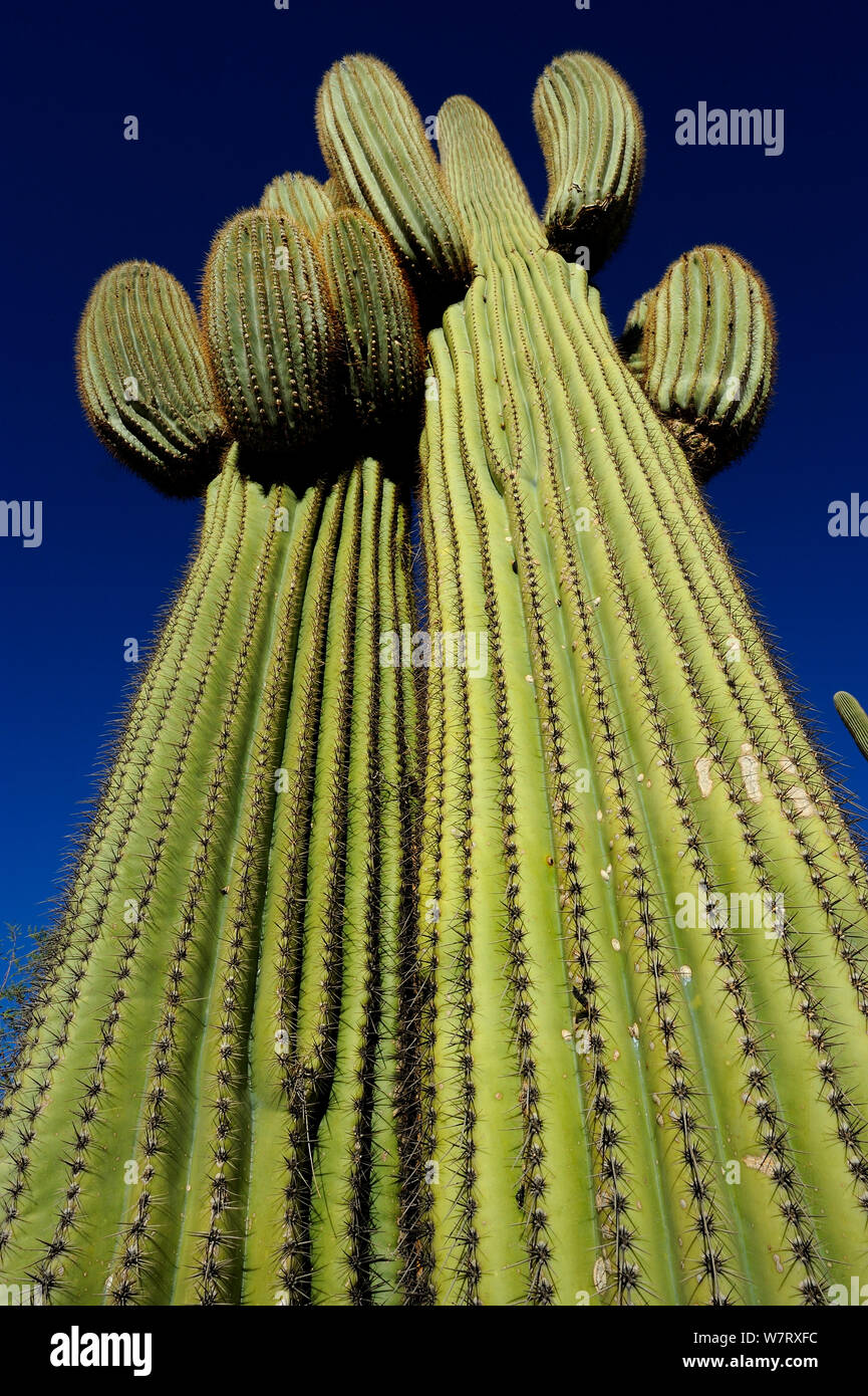 Saguaro cacti (Carnegiea gigantea) Saguaro National Park, Arizona, USA, December 2012. Stock Photo