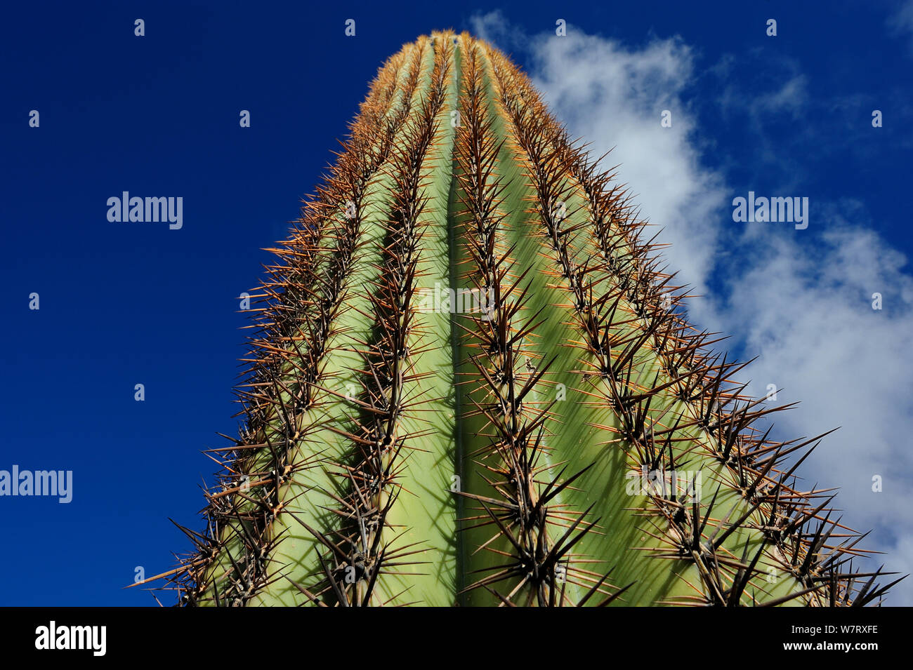 Top of Saguaro cactus (Carnegiea gigantea) Saguaro National Park, Arizona, USA, December 2012. Stock Photo