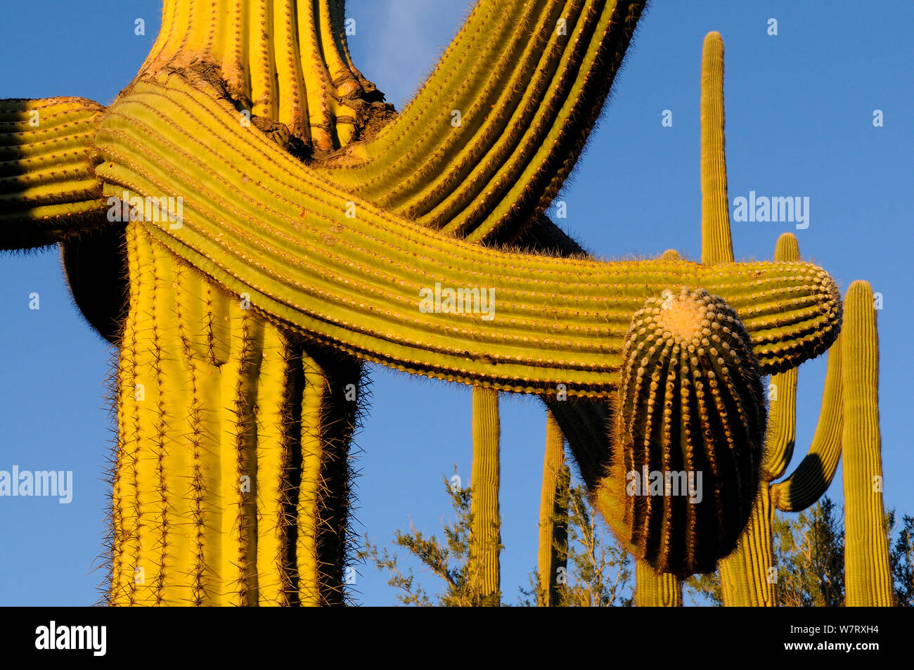 Saguaro cacti (Carnegiea gigantea) twisted by frost, Saguaro National Park, Arizona, USA, December 2012. Stock Photo