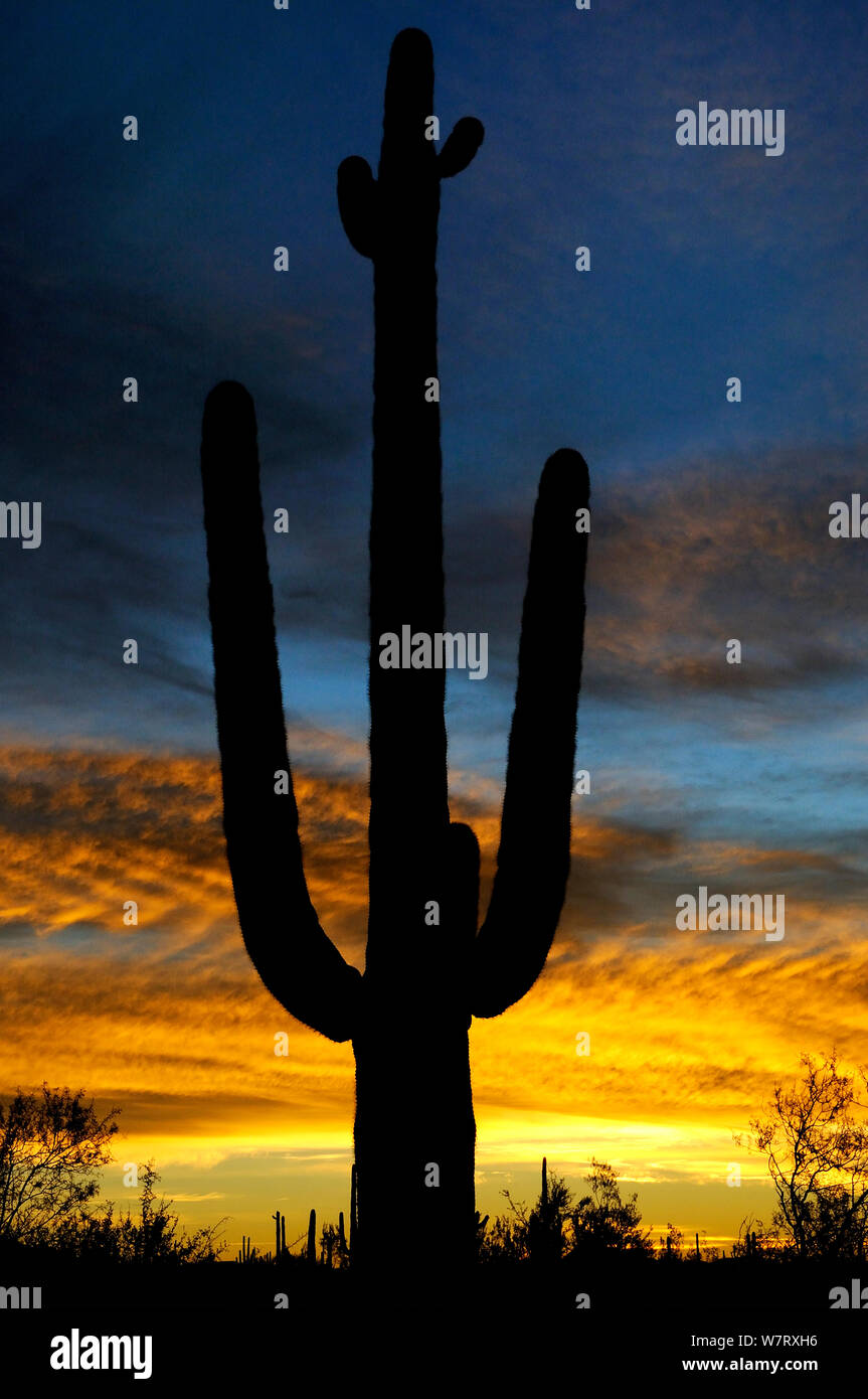 Saguaro cactus (Carnegiea gigantea) at sunrise, Organ Pipe Cactus National Monument, Sonoran Desert, Arizona, USA, December 2012. Stock Photo