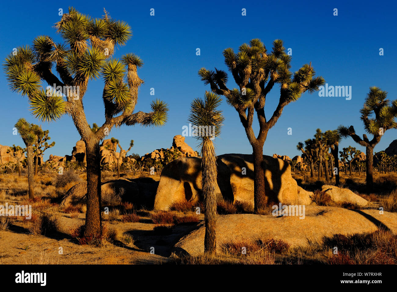 Joshua trees (Yucca brevifolia) Joshua Tree National Park, Mojave Desert, California, USA, December 2012. Stock Photo