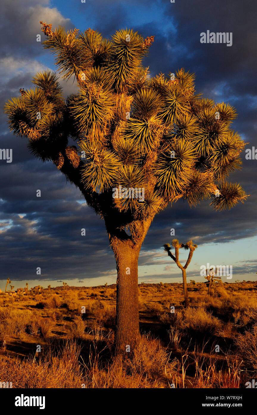 Joshua trees (Yucca brevifolia) Joshua tree National Park, Mojave Desert, California, USA, January 2013. Stock Photo