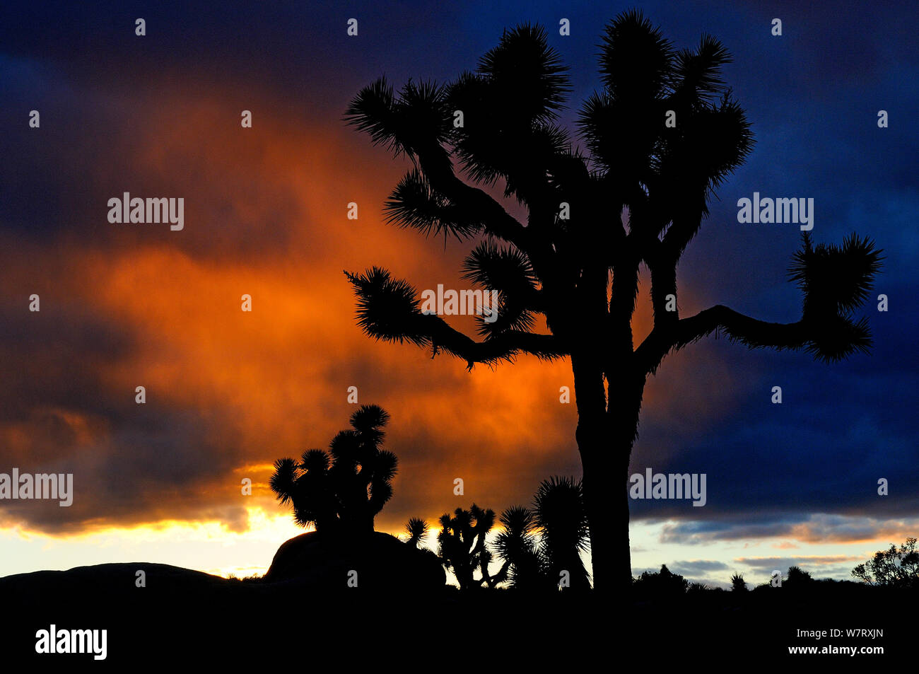 Silhouettte of Joshua tree (Yucca brevifolia) at sunset, Joshua Tree National Park, Mojave Desert, California, USA, January 2013. Stock Photo