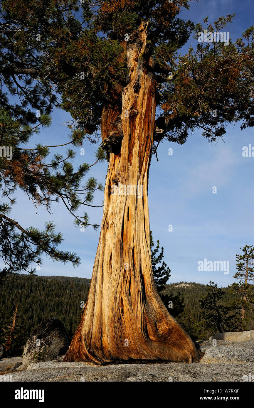 Jeffrey pine tree (Pinus jeffreyi) growing in granite, Yosemite National Park, California, USA, October 2012. Stock Photo