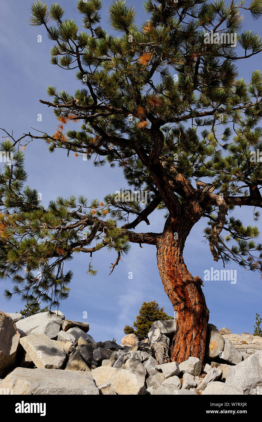 Jeffrey pine tree (Pinus jeffreyi) growing in granite, Yosemite National Park, California, USA, October 2012.A Stock Photo