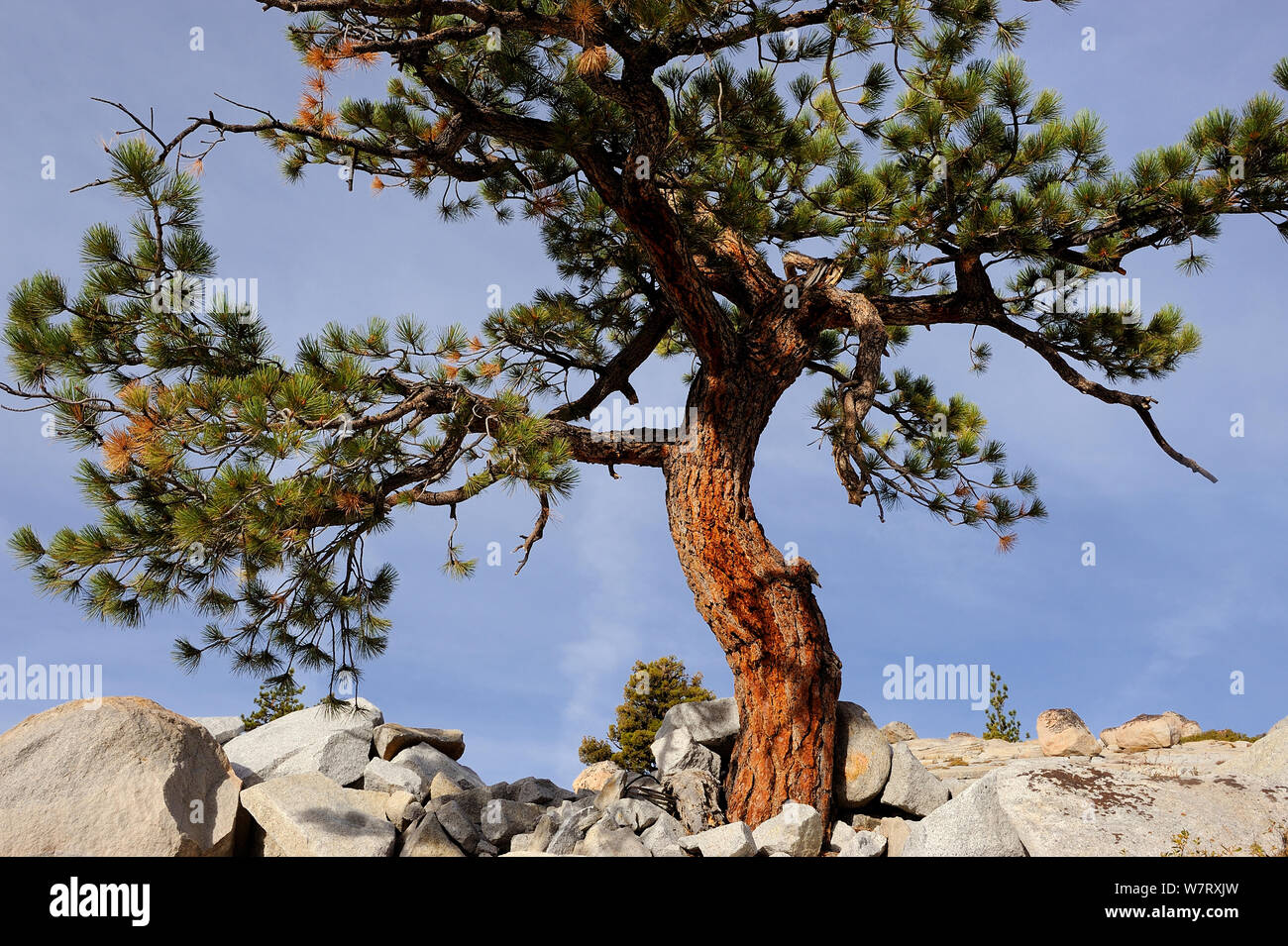 Jeffrey pine tree (Pinus jeffreyi) growing in granite, Yosemite National Park, California, USA, October 2012. Stock Photo